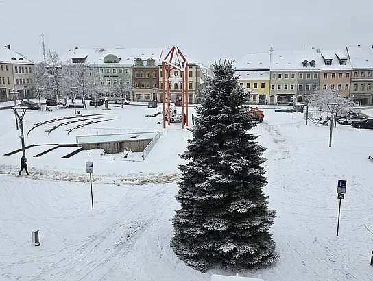Der Weihnachtsbaum, eine rund zehn Meter hohe Blaufichte, wurde dieses Jahr von der Familie Lendeckel gestiftet. Der rund 30 Jahre alte Baum hat eine besondere Geschichte: Als die Familie mit dem Hausbau begann, mussten als Ersatz für das Holz des Dachstuhls 1.000 Baum-Setzlinge gepflanzt werden. Dieser eine blieb übrig – und fand seinen Platz auf dem Grundstück, bis er nun als Weihnachtsbaum den Altmarkt schmückt. Foto: Stadt Bischofswerda