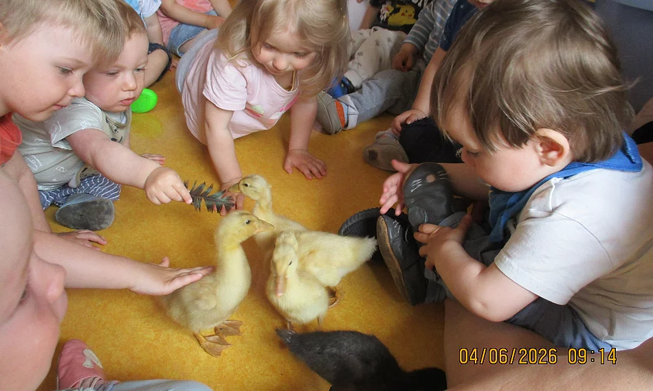 Kleine Entenküken sorgten in der Kinderkrippe „Anne Frank“ für große Interesse.