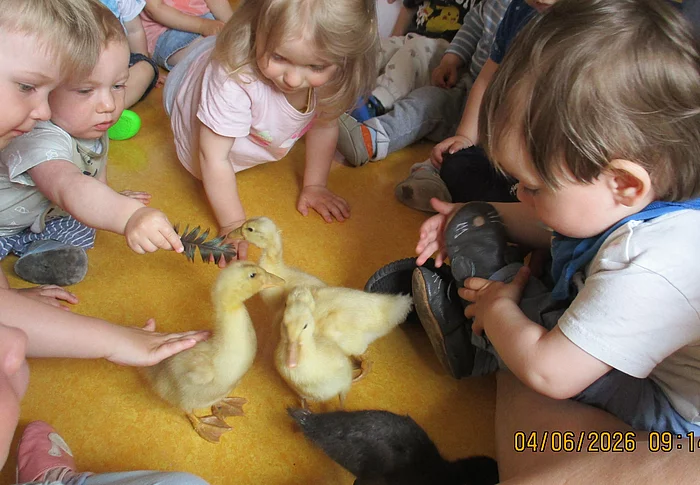 Kleine Entenküken sorgten in der Kinderkrippe „Anne Frank“ für große Interesse. 