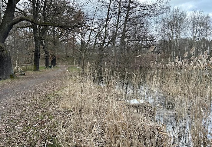 Bruetende Schwäne am Horkaer Teich