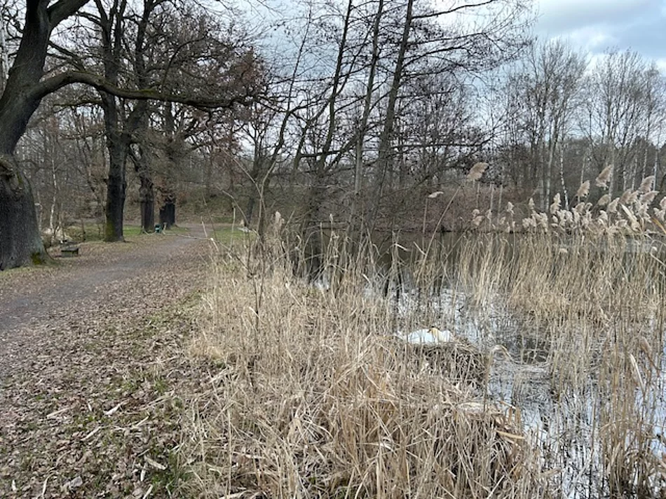 Bruetende Schwäne am Horkaer Teich