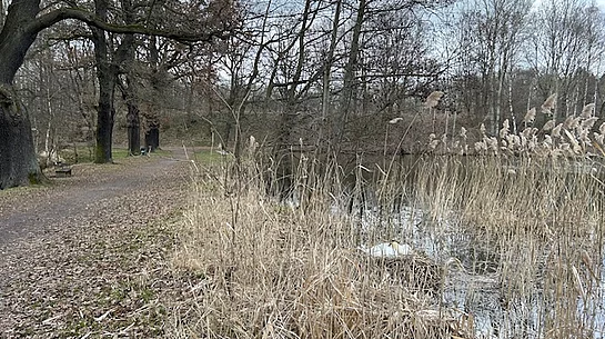 Bruetende Schwäne am Horkaer Teich