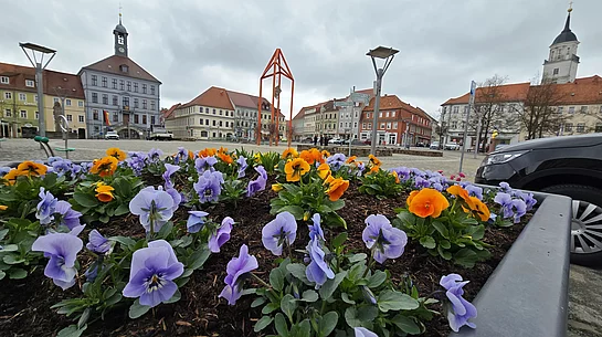 Frühlingsbepflanzung am Bischofswerdaer Altmarkt